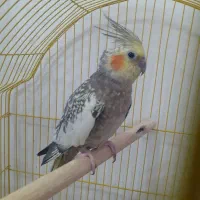 عروس هلندی|پرنده|قرچک, میرزائی جنوبی|دیوار