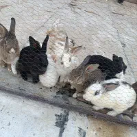 دونه ای ۳۰۰