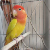 گمشده