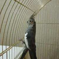 عروس هلندی مولد|پرنده|شوش, |دیوار