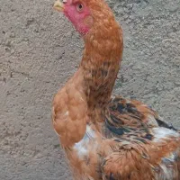جوجه خروس چهارماهه نژاد اصیل لاری تالشی|حیوانات مزرعه|نظرآباد, شهرک فرهنگیان|دیوار
