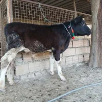 گوساله هلشتاین نر جنس صنعتی کور 4ماهه ازگاو|حیوانات مزرعه|آق قلا, |دیوار