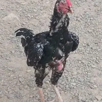 لاری