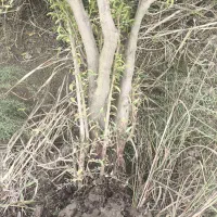 فروش چوب باغی انار|خدمات باغبانی و درختکاری|آق قلا, |دیوار