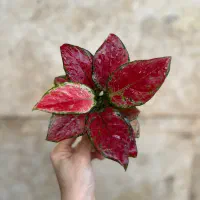 انواع گل اپارتمانی