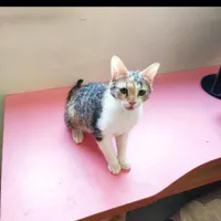 واگذاری گربه واکسینه شده