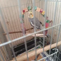 عروس هلندی نر نیمه رام|پرنده|قدس, شهرقدس|دیوار