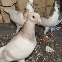 کبوتر نقره ای