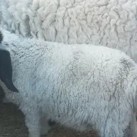 بره نر پاکستانی دم خونه ای۶ ماهه تقریبا|حیوانات مزرعه|زاهدان, |دیوار