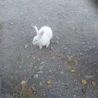 خرگوش