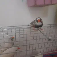 عروس  برزیلی فیشر  مرغ عشق  فنچ کینگ|پرنده|شوشتر, |دیوار