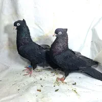 ارزان کبوتر