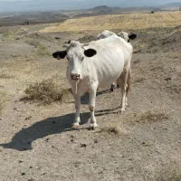 گاو|حیوانات مزرعه|ارشق, |دیوار