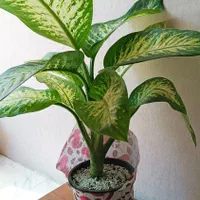 گیاه دیفن باخیا بزرگ آپارتمانی|گل و گیاه طبیعی|شیراز, پودنک|دیوار