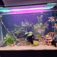 آکواریوم گیاهی با گیاهان بدون نیاز به بستر|ماهی|کرمان, |دیوار