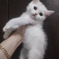 گربه بیریتیش سفیدو اسکاتیش پرشین مشکی|گربه|تهران, انبار نفت|دیوار