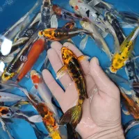 پک 50عددی کوی سوپر باله متالیک