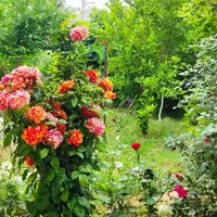 اجاره روزانه/هفتگی/ماهانه ویلا ۱۰۰۰ متری