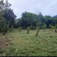 زمین.باغی|فروش زمین و ملک کلنگی|چابکسر, |دیوار