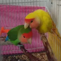 طوطی کوتوله|پرنده|گلبهار, شهر جدید گلبهار|دیوار