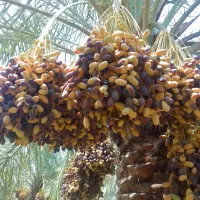 رطب وخارک قرمزشیرین