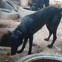سگ ژرمن بلک
