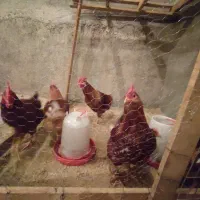 معاوضه خروس با سگ نگهبان