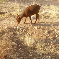 بزغاله مورسیا