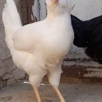 دوعدد مرغ گلین