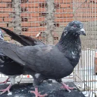 کبوتر چادری و تهرانی گرگی هما قاره یجا|پرنده|بومهن, |دیوار