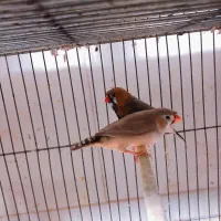 یک جفت فنچ جامبو اخمو مولد درشت|پرنده|تهران, سبلان (لشگر)|دیوار