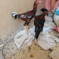 مشتری واقعی با این شماره تماس بگیره|حیوانات مزرعه|قاسمآباد (خواف), |دیوار