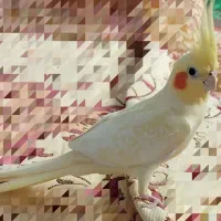 پرنده عروس هلندی ماده