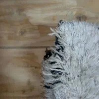 فرش ترک شگی 6متری 2عدد|فرش|بندر انزلی, آذربایجان|دیوار