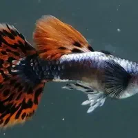 ماهی گوپی تایگر و بیگ ایر|ماهی|ساری, |دیوار