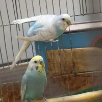 مرغ عشق مولد با جوجه رنگ خاص رینبو