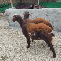 دو راس نر توقلی افشار چاق