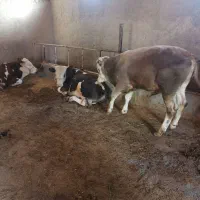 گوساله نر