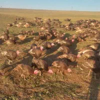 بوقلمون طبیعی