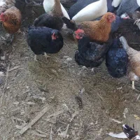 مرغ محلی مرغ شاخدار