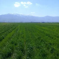 اجاره زمین کشاورزی