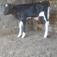 فروش ۶ راس گوساله نر