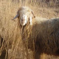 میش داشتی(بز بره قوچ)|حیوانات مزرعه|کوهرنگ, |دیوار