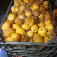 رطب برحی آبادان درجه 1 به شرط