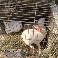 خرگوش بالغ و بچه خرگوش