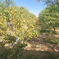 ویلادرخسروشهر