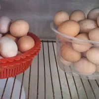 تخم مرغ محلی  تازه|خوردنی و آشامیدنی|جوادآباد, |دیوار