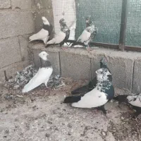 پنج عدد سینه دمی و یک جفت طوقی