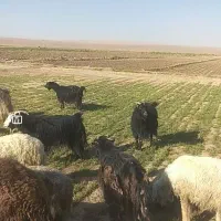 بز فروشی همه تکه خوردن از نربز پاکستانی دانه 8500|حیوانات مزرعه|رضویه, |دیوار