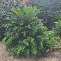 سیکاس|گل و گیاه طبیعی|رشت, علی آباد|دیوار